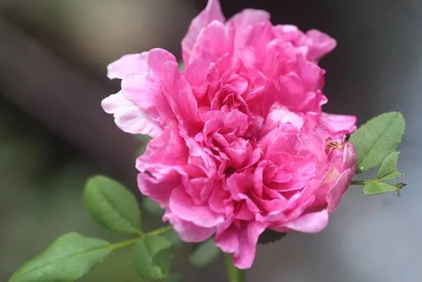 十六夜薔薇(重瓣繅絲花)