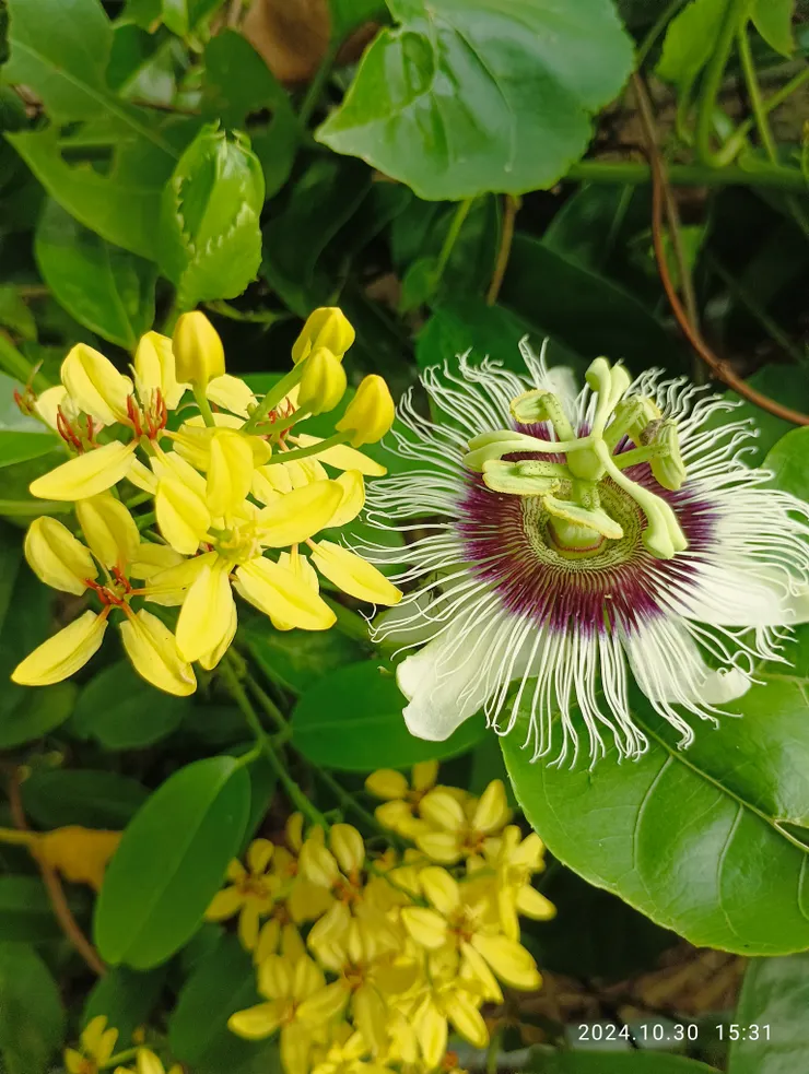 三星果花與時計花