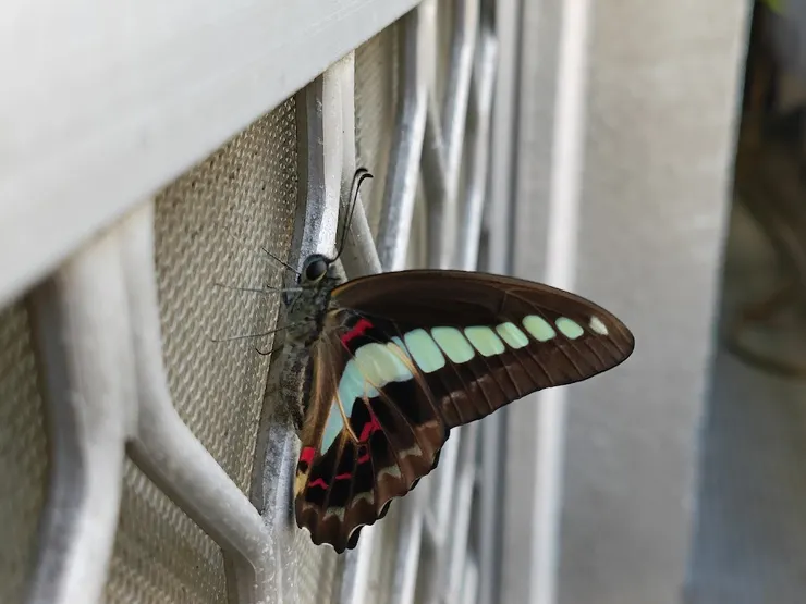 在紗門上歇息的青帶鳳蝶。 拍攝/心晴