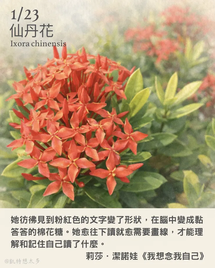 《一日一花・一句》｜1 月 23 日｜仙丹花×莉莎．潔諾娃《我想念我自己》