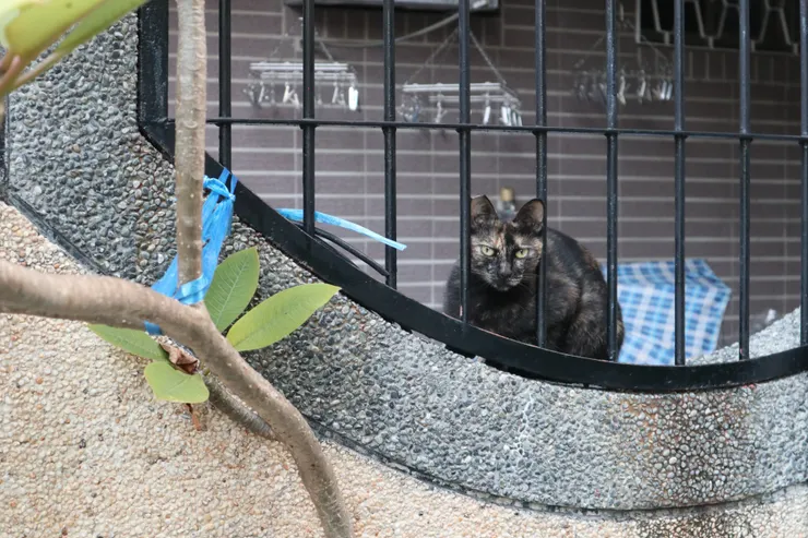 城垛守衛玳瑁貓x1