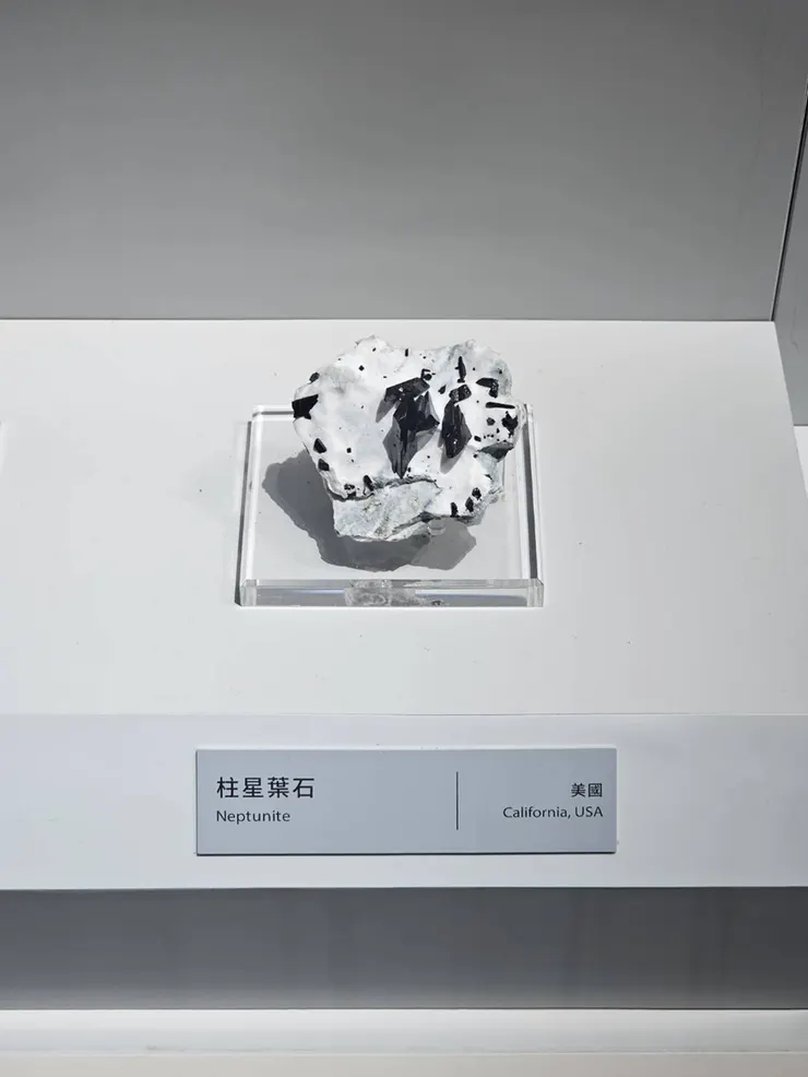 柱星葉石(美國)