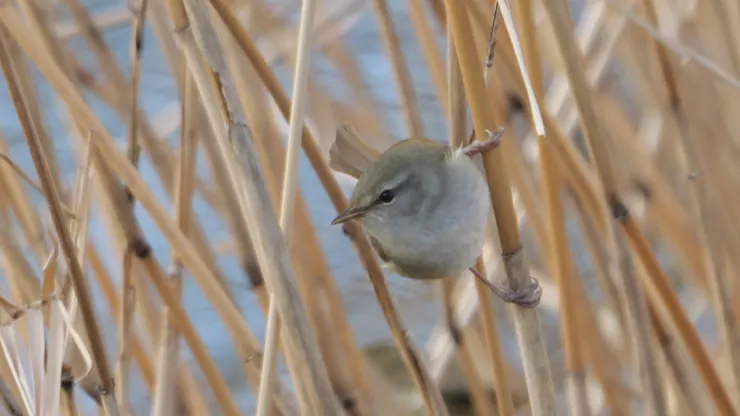 原地等一回兒，慢慢待樹鶯露全身