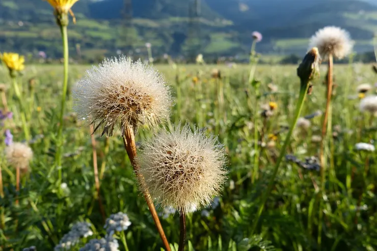 秋天的蒲公英（照片來源：pixabay；攝影者：alsen）