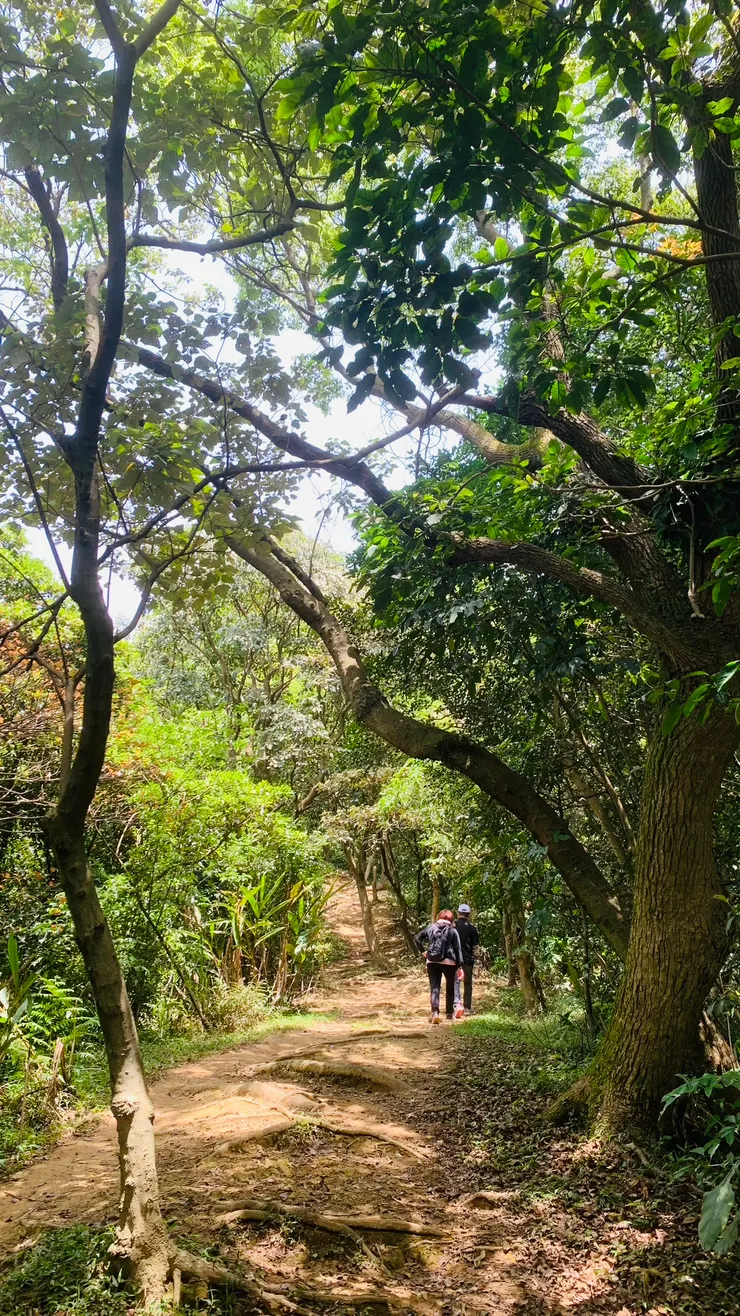 沒有特別鋪步道，就像穿梭在森林裡。
