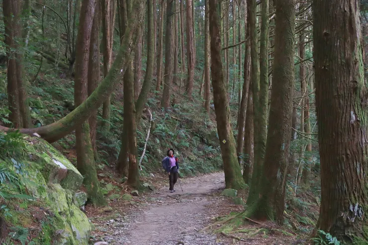 前段是非常舒爽的杉木林蔭道路 ，昔日是大雪山林場運送木材的木馬道，步道寬闊平緩。