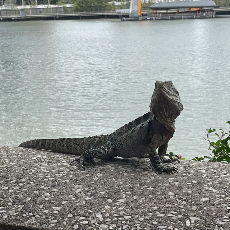 布里斯本南岸公園的蜥蜴
