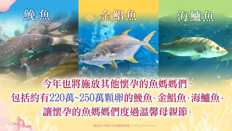 今年施放懷孕的魚種包含海鱺、鮸魚、金鯧魚、海鱸魚，亦有其他種類的魚苗等急需救助的生靈。