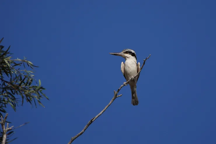 Red-backed Kingfisher