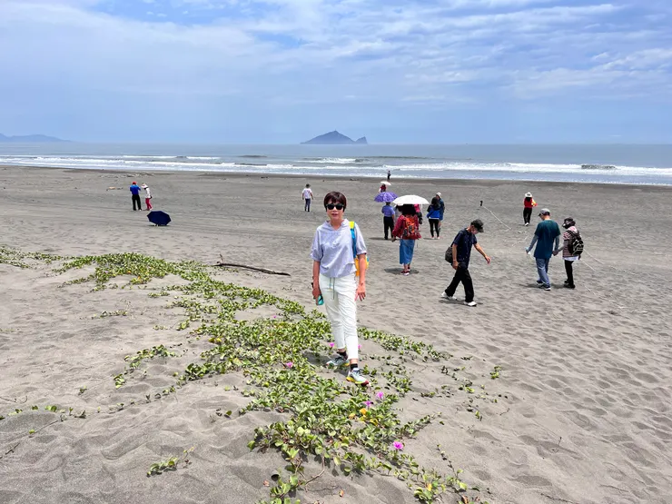 海濱常見的馬鞍藤