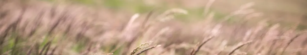 阿木好奇心事務所