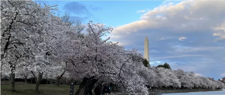 潮汐湖（Tidal Basin）以每年春天綻放的3,000多棵櫻花樹聞名，當湖邊的櫻花盛開，可看到一片『粉紅花海』。