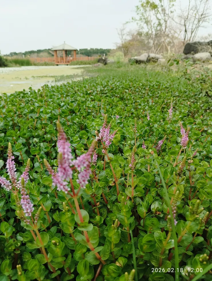 圓葉節節菜又名水豬母乳，皆自拍攝