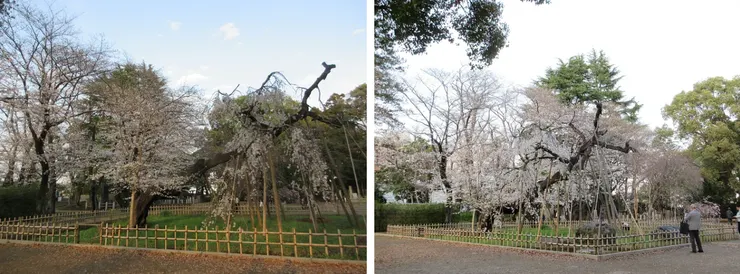 真間山弘法寺內的櫻花,2025年攝影