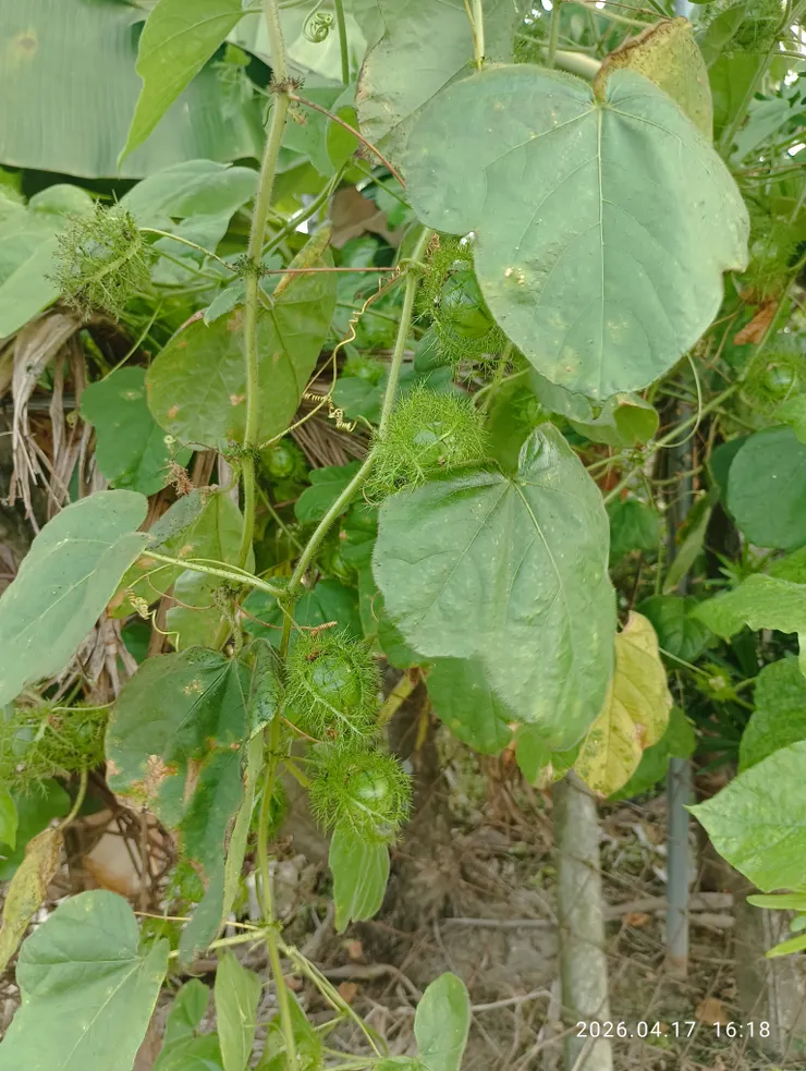 春雨綿綿，野地毛西番蓮藤攀果長