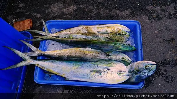 好漂亮的鬼頭刀，最後買了最大的那一尾