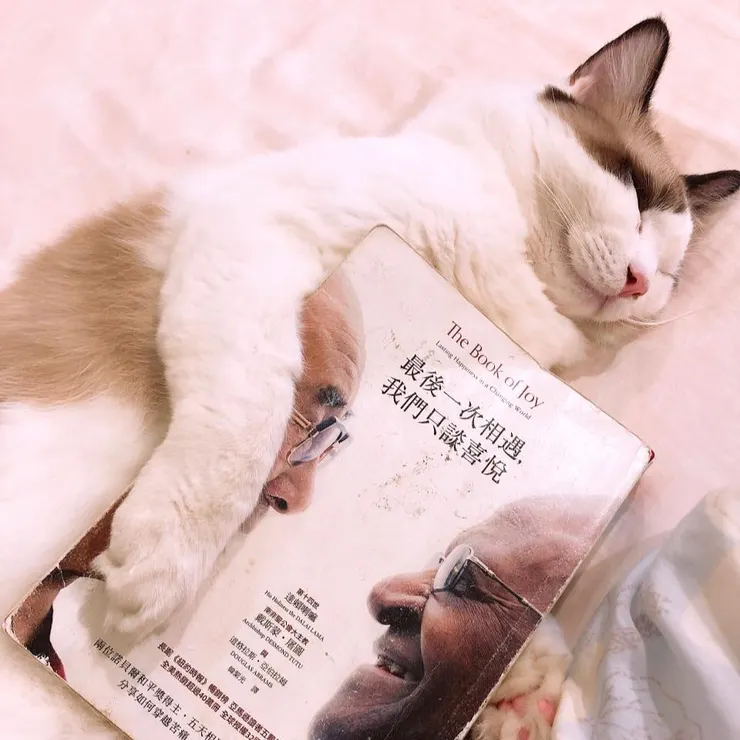 胖咪抱著書睡得真熟呀，貓咪的時光如此單純，前一秒不愉快早忘了，下一秒馬上倒頭呼呼大睡了！！