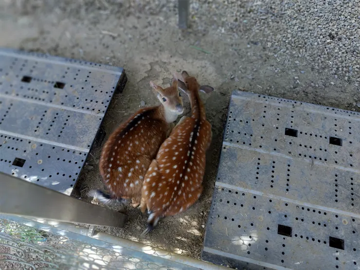 梅花鹿也躲在陰影下休息