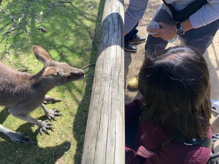 努力誘惑月光保護園區的袋鼠