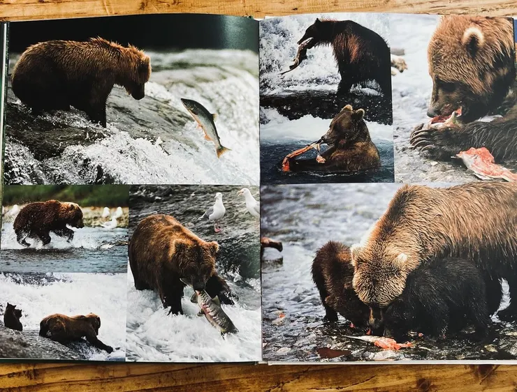 照片是原原本本的寫實,並以跨頁來表現熊的習性與行為