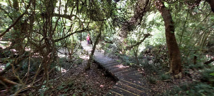 猴區亭附近木棧道