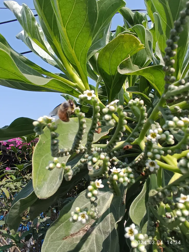 白水木花開，自拍