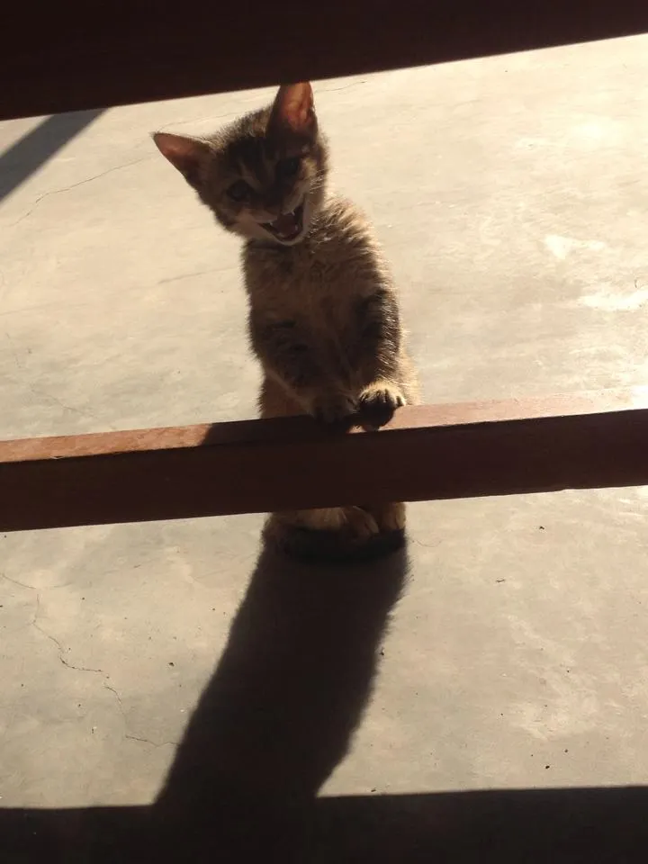 印度教室裡來遊戲的小貓