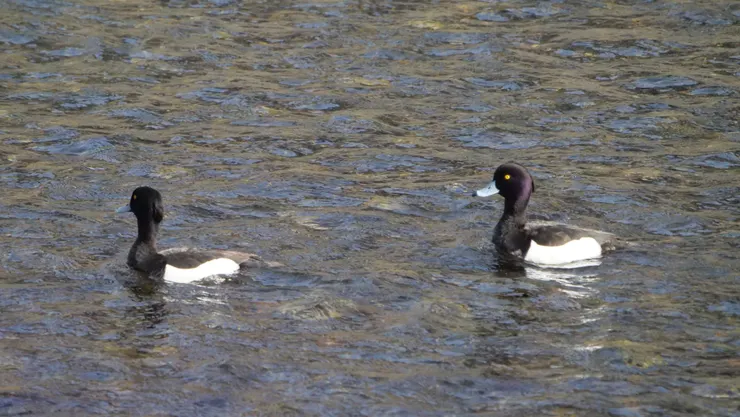 ‘人來啊，有人追我們！‘