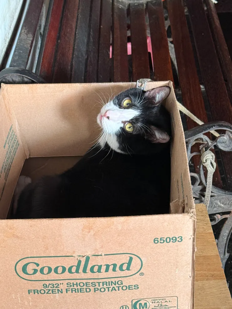 2025/12/01 午餐店家旁的貓貓