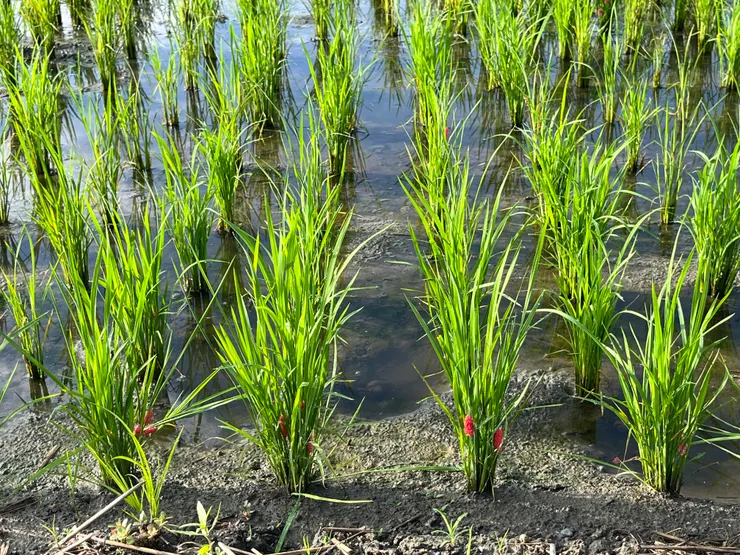 福壽螺幾乎是富里農民談天中透露，他們最痛恨的生物。