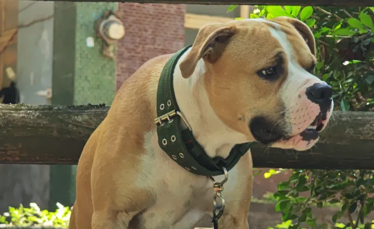 這狗狗體型更緊實穩重，不是鬥犬，經過訓練，是優秀家庭陪伴