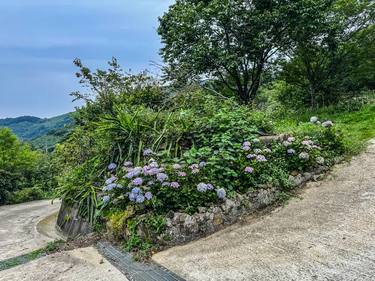 水泥路旁繡球花開得正美!!