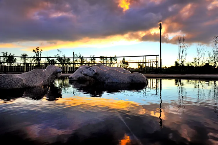 【天火漸熄，暮色四合，兒童戲水池的台灣水牛一家人。】