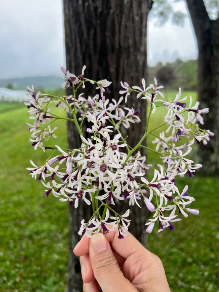 米米書店前的苦楝花