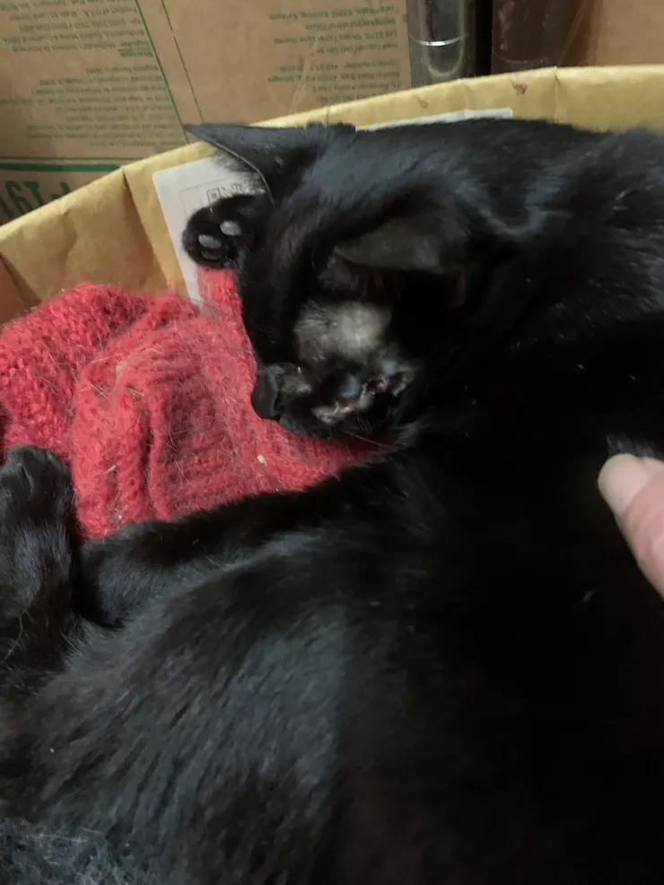 趁著麻醉時，清創的傷口，終於好一些些