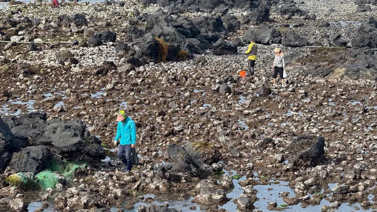 退潮後大家來挖寶