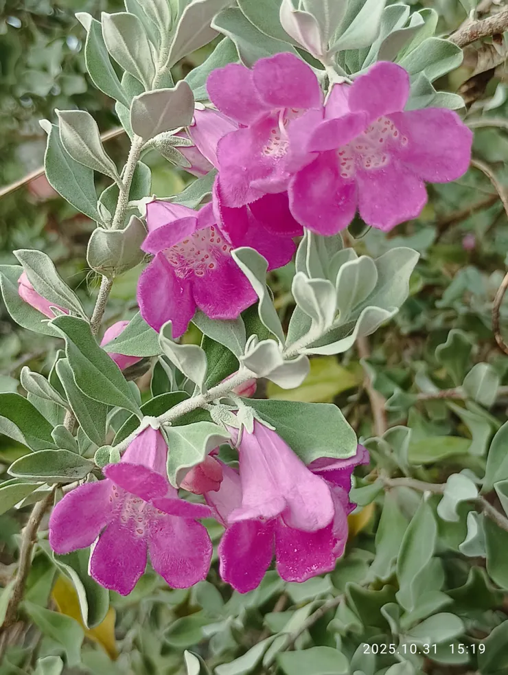 尋常夢裡承平舊（海埔姜）