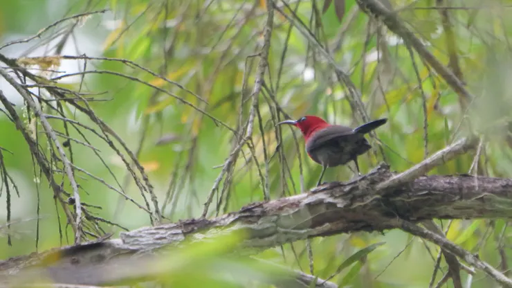 Crimson sunbird 黃腰太陽鳥