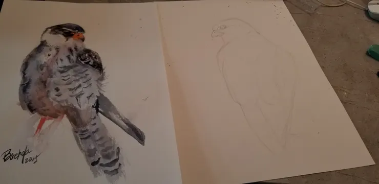 後記：積極地打算為這阿穆爾隼“找個伴“