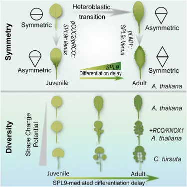 阿拉伯芥的異葉性與SPL9的表現。圖片取自期刊