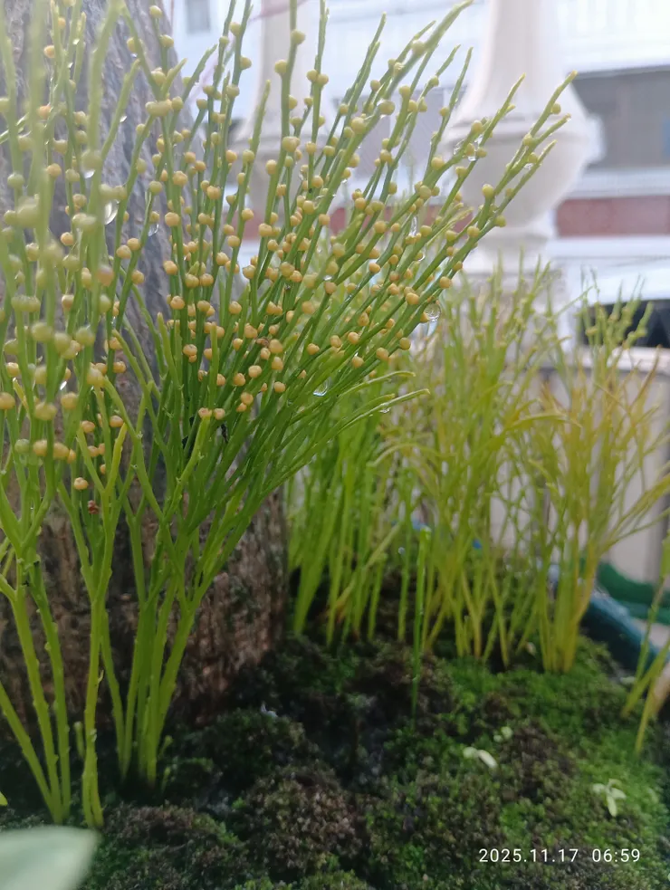 松葉蕨，自家陽台上