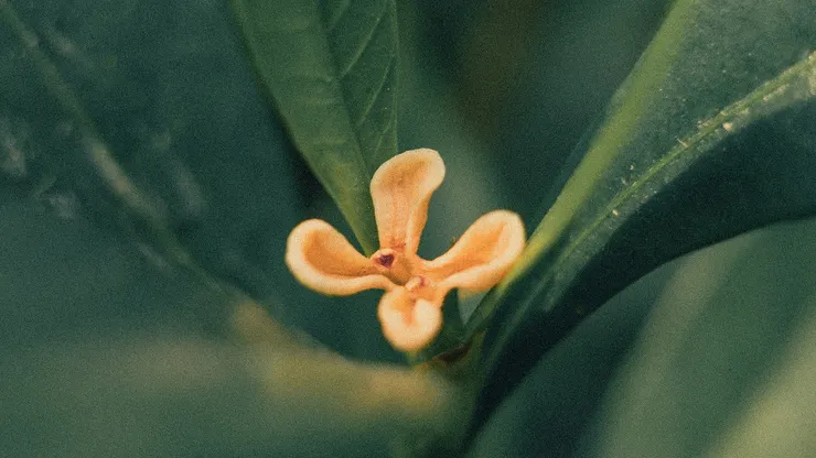 揉破黃金萬點輕，剪成碧玉葉層層。風度精神如彥甫，太鮮明。梅蕊重重何俗甚，丁香千結苦粗生。薰透愁人千里夢，卻無情。 -- 李清照
