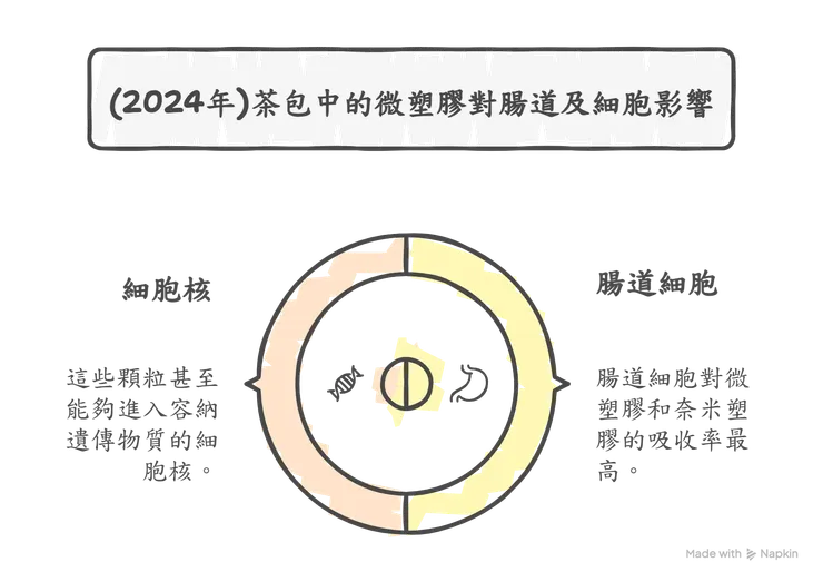 （ 2024 年 ）茶包中的微塑膠對腸道及細胞影響
