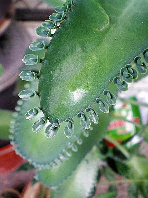 src