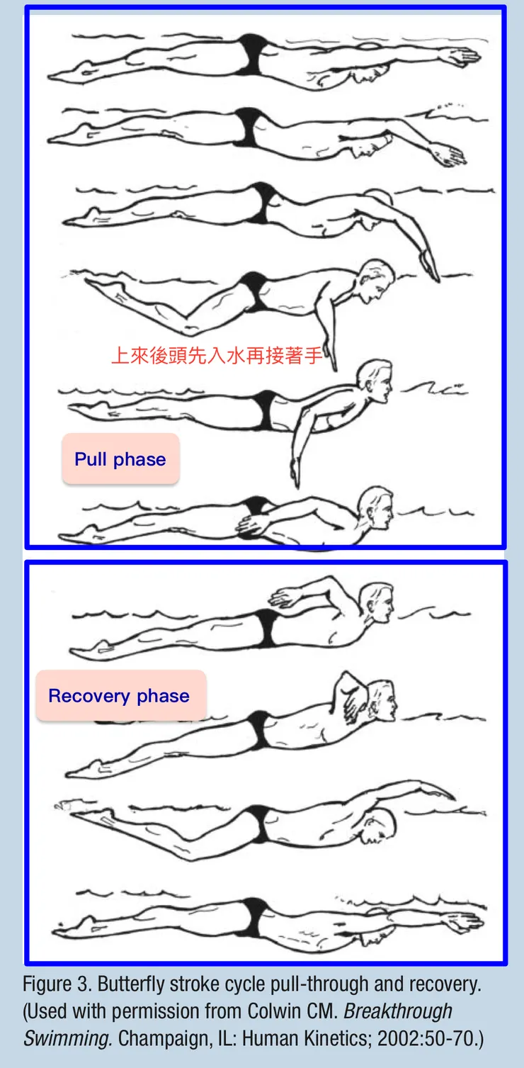 蝶式：推進期與回復期