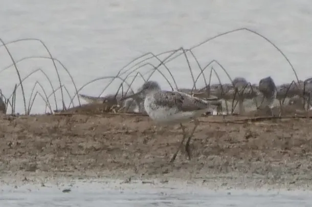非繁殖時期，顔色比較單調