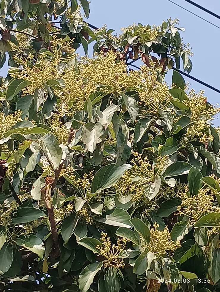 酪梨花開昨拍攝