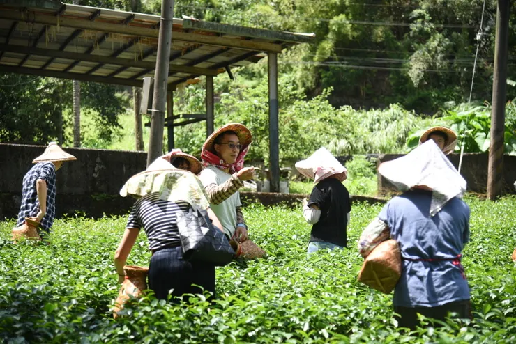 陳易泰也投入茶園經營。（筆者攝影）