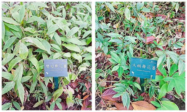 雙翅舞花薑及天鵝舞花薑