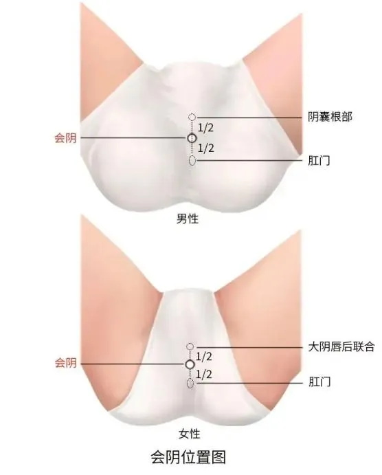 男性女性的會陰位置。嚴格定義的會陰只有那一小塊而已，但是會陰高來時，這附近所有的皮層都會有潮反應